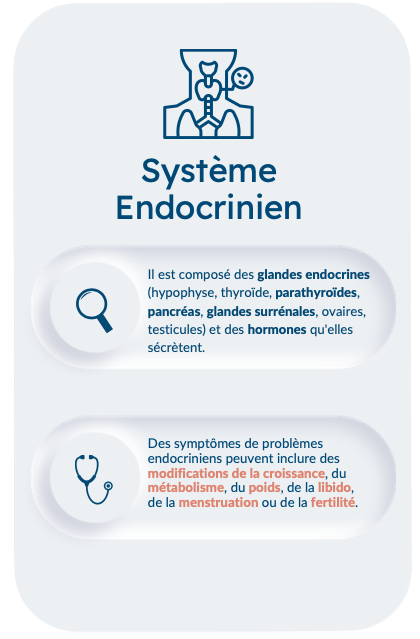 Illustration du système endocrinien et de ses fonctions avec des icônes médicales.