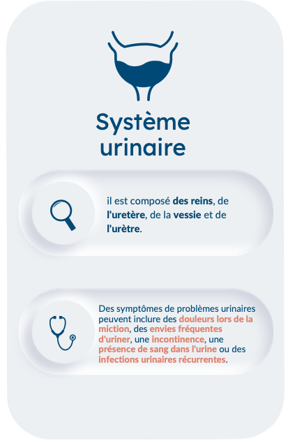 Système urinaire avec les reins, l'urètre, la vessie et l'urètre.